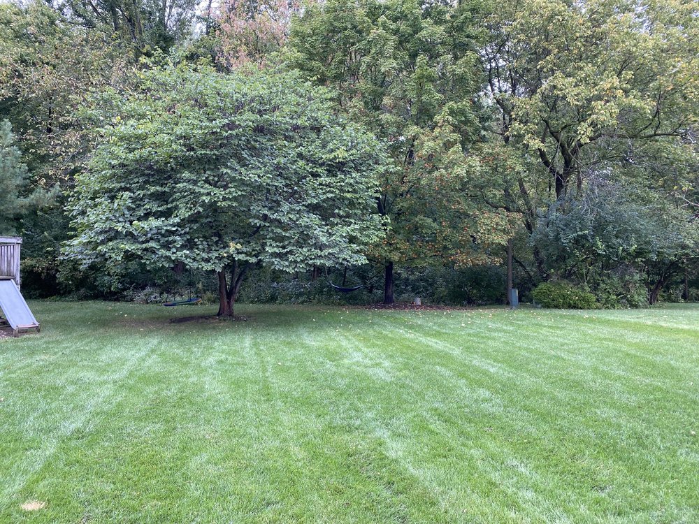 Tree WiFi