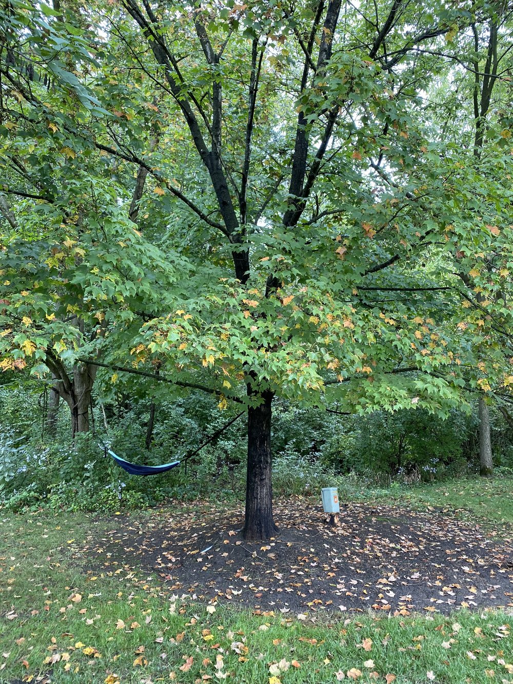 Tree WiFi