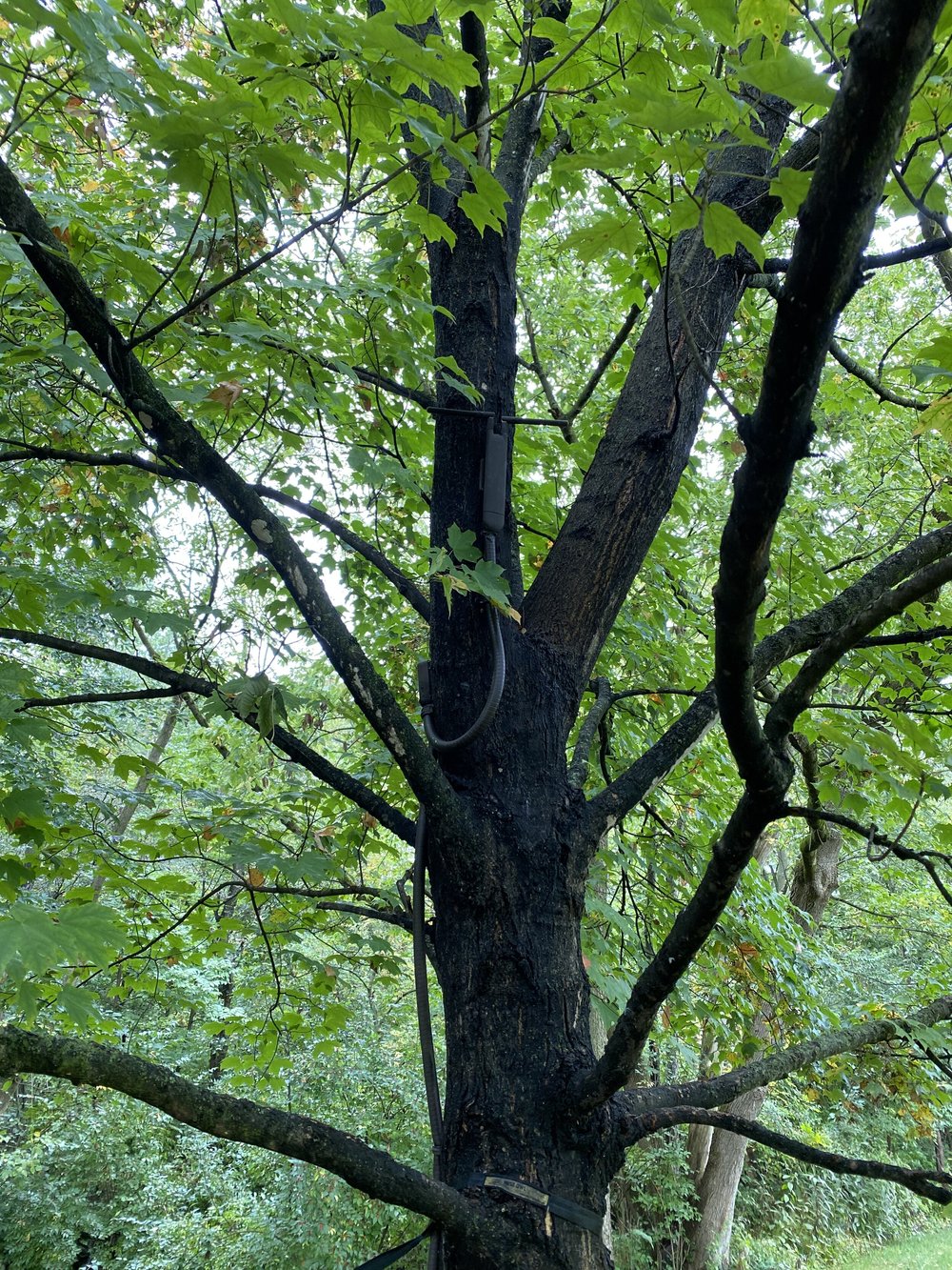Tree WiFi