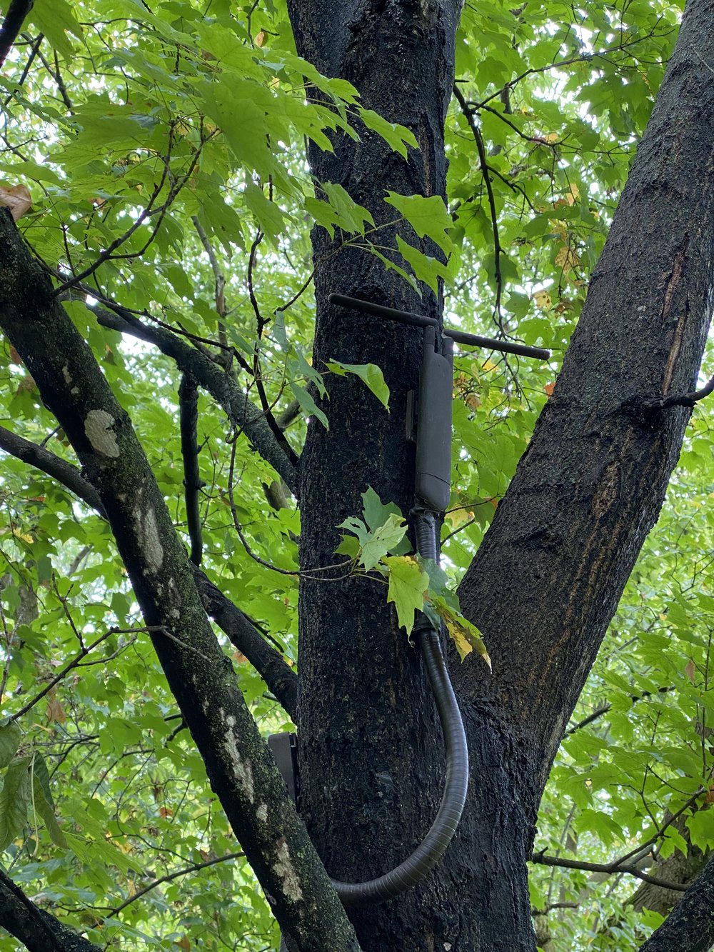 Tree WiFi